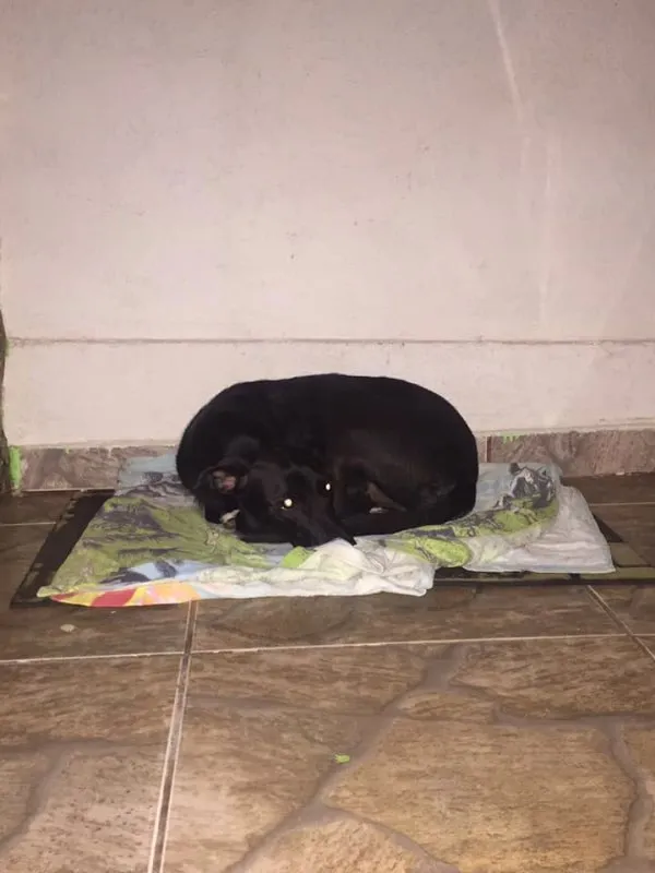 Cachorro ra a SRD idade 2 anos nome -