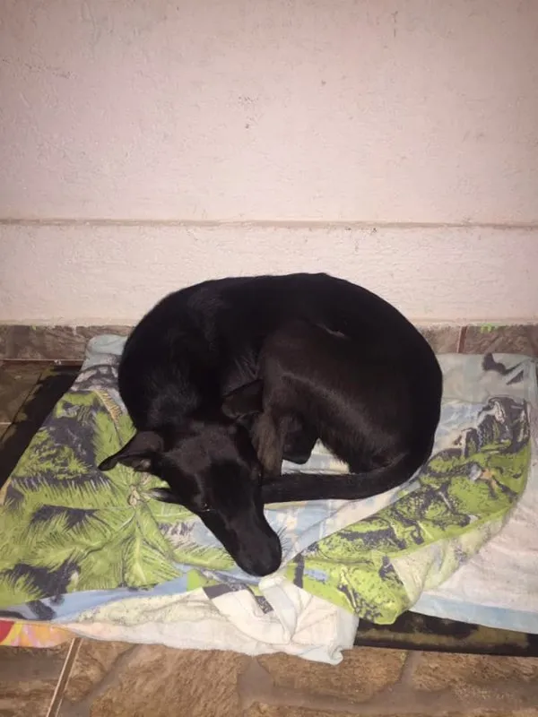 Cachorro ra a SRD idade 2 anos nome -