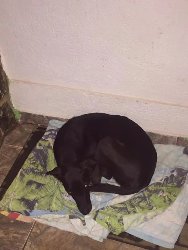 Cachorro ra a SRD idade 2 anos nome -