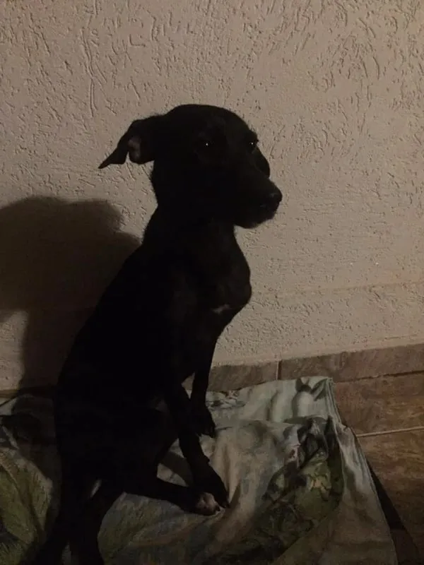 Cachorro ra a SRD idade 2 anos nome -