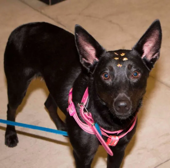 Cachorro ra a srd idade 2 anos nome Ritinha