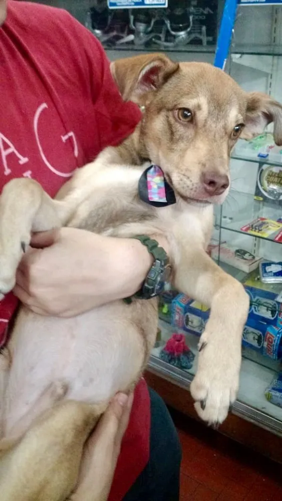 Cachorro ra a SRD idade 2 a 6 meses nome Simbinha