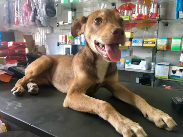 Cachorro ra a SRD idade 2 a 6 meses nome Simbinha