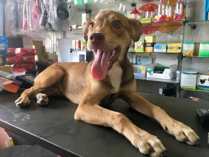 Cachorro ra a SRD idade 2 a 6 meses nome Simbinha