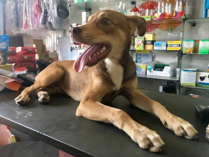 Cachorro ra a SRD idade 2 a 6 meses nome Simbinha