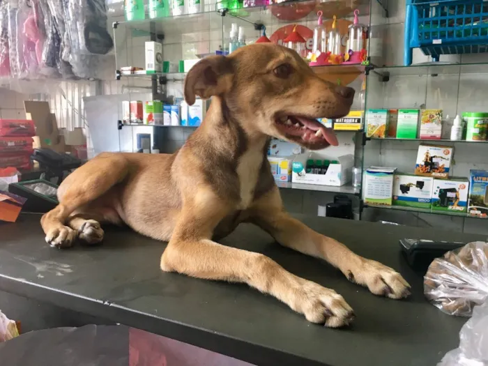 Cachorro ra a SRD idade 2 a 6 meses nome Simbinha