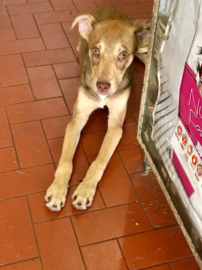 Cachorro ra a SRD idade 2 a 6 meses nome Simbinha