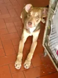 Simbinha