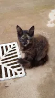 Penelope