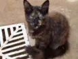 Penelope