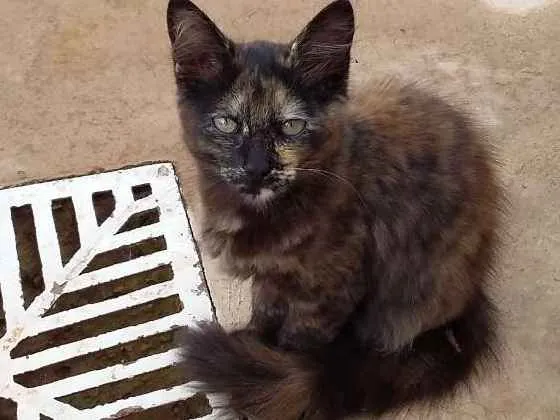 Gato ra a Sem raça definida idade 2 a 6 meses nome Penelope