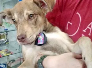 Cachorro raça SRD idade 2 a 6 meses nome Simbinha
