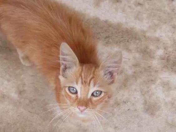 Gato ra a Sem raça definida idade 2 a 6 meses nome Luck