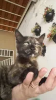 Penelope