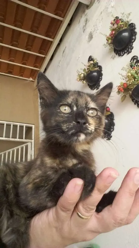 Gato ra a Sem raça definida idade 2 a 6 meses nome Penelope