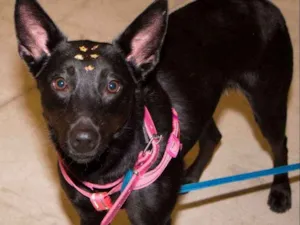 Cachorro raça srd idade 2 anos nome Ritinha