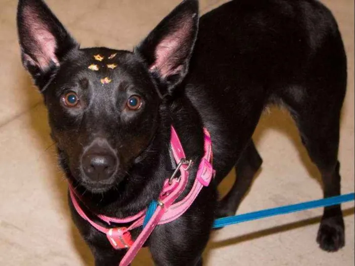 Cachorro ra a srd idade 2 anos nome Ritinha