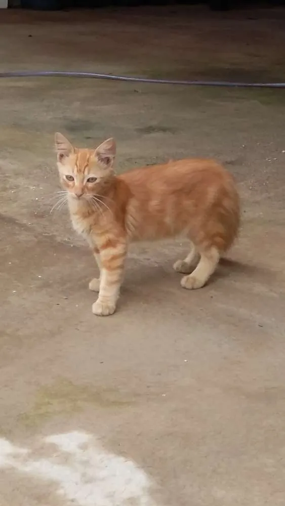 Gato ra a Sem raça definida idade 2 a 6 meses nome Luck