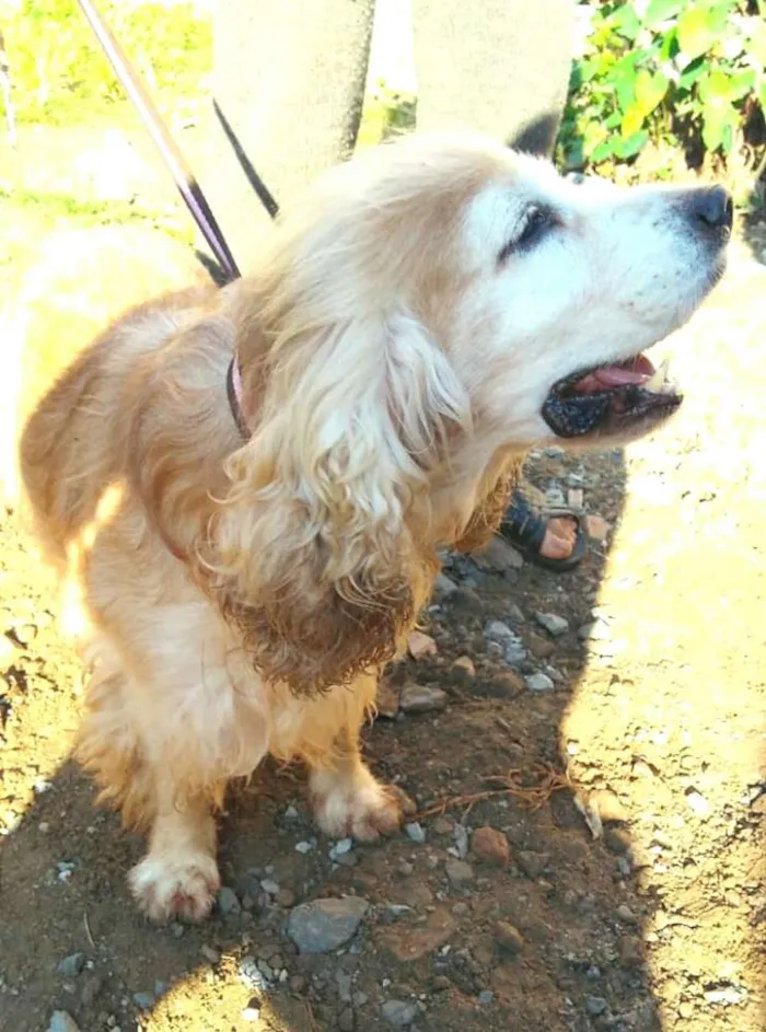 Cachorro ra a Cocker  idade 6 ou mais anos nome Fred ( Cocker  )