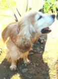 Fred ( Cocker )