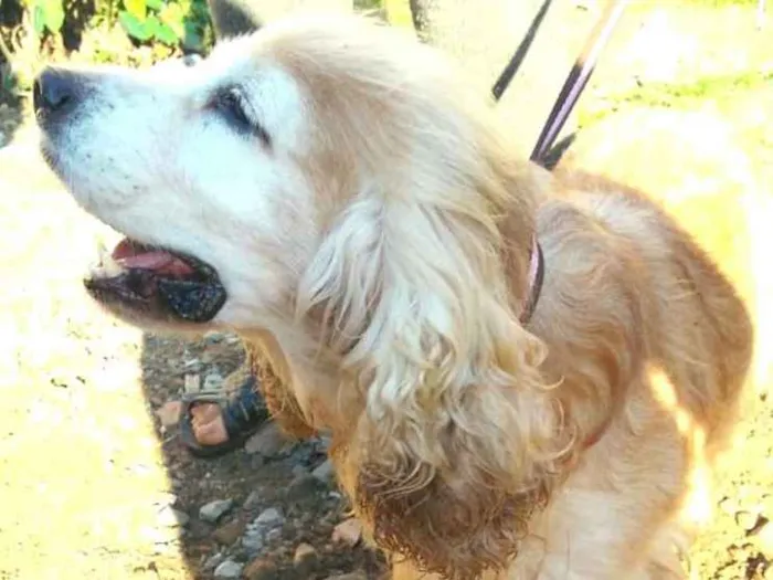 Cachorro ra a Cocker  idade 6 ou mais anos nome Fred ( Cocker  )