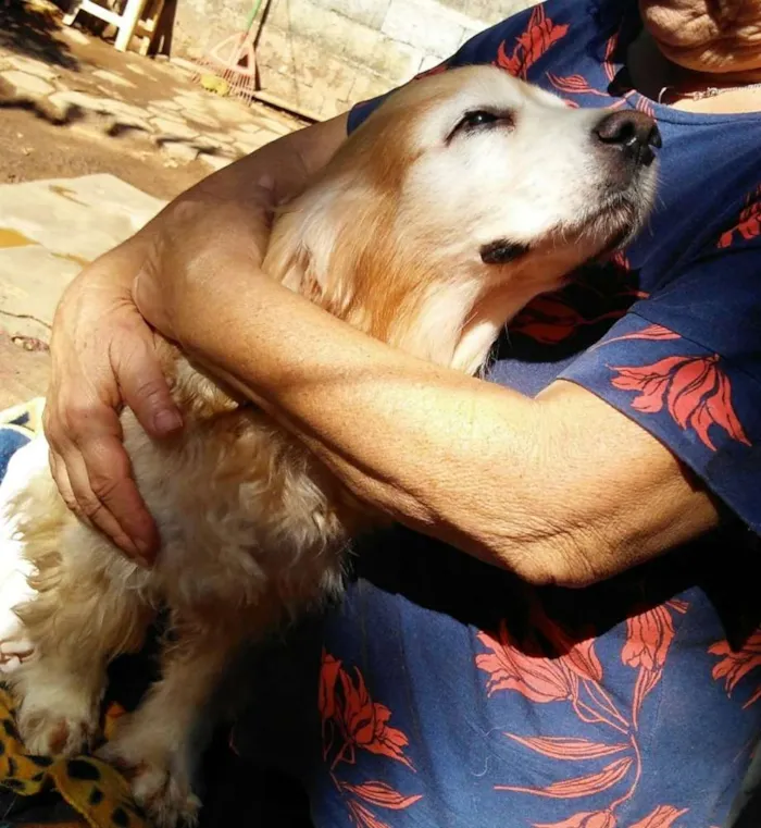 Cachorro ra a Cocker  idade 6 ou mais anos nome Fred ( Cocker  )