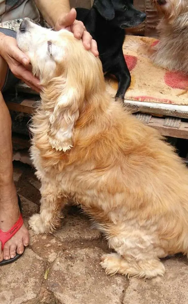 Cachorro ra a Cocker  idade 6 ou mais anos nome Fred ( Cocker  )