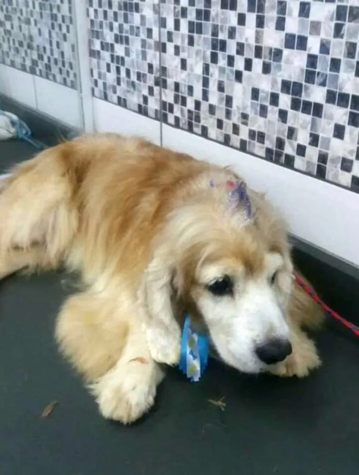 Cachorro ra a Cocker  idade 6 ou mais anos nome Fred ( Cocker  )