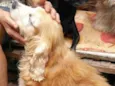 Fred ( Cocker )