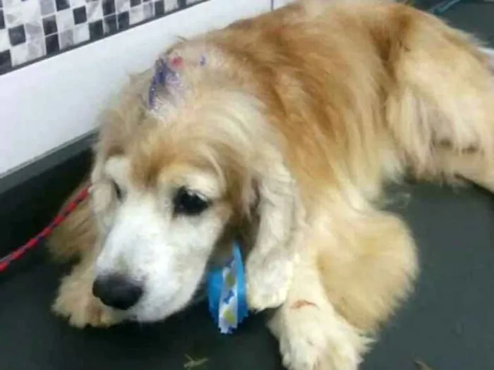 Cachorro ra a Cocker  idade 6 ou mais anos nome Fred ( Cocker  )