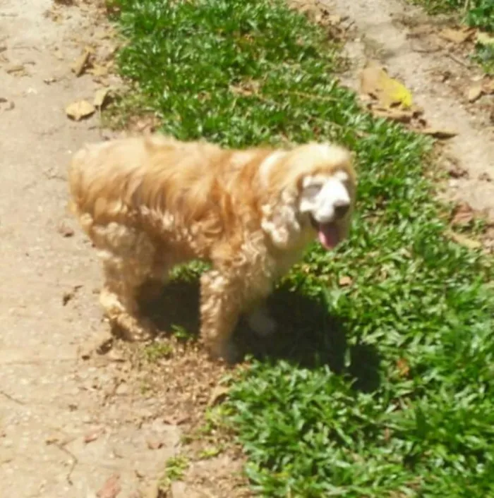 Cachorro ra a Cocker  idade 6 ou mais anos nome Fred ( Cocker  )