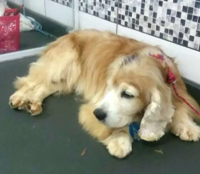 Cachorro ra a Cocker  idade 6 ou mais anos nome Fred ( Cocker  )