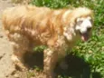 Fred ( Cocker )