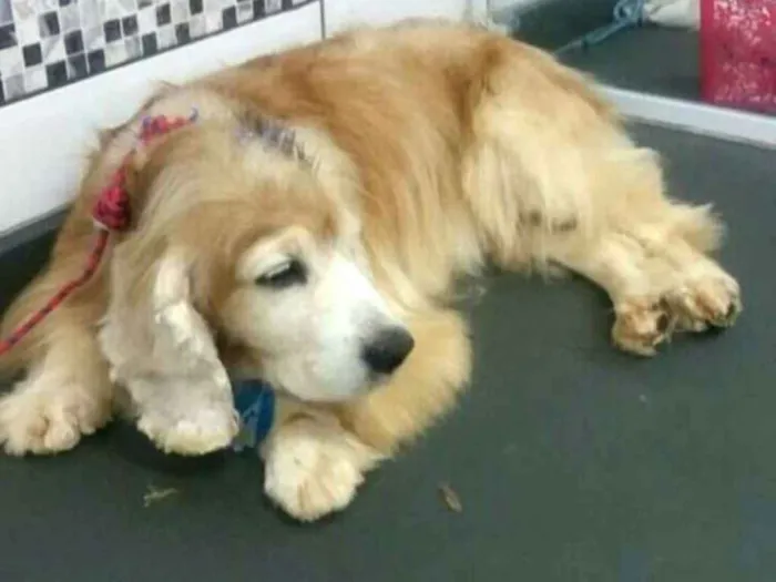 Cachorro ra a Cocker  idade 6 ou mais anos nome Fred ( Cocker  )