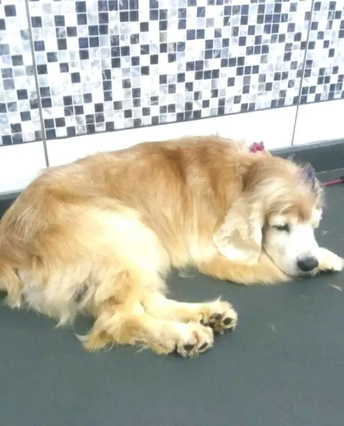 Cachorro ra a Cocker  idade 6 ou mais anos nome Fred ( Cocker  )