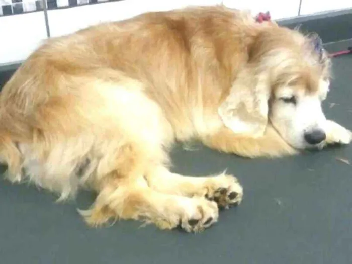Cachorro ra a Cocker  idade 6 ou mais anos nome Fred ( Cocker  )
