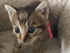 Gato raça  idade 2 a 6 meses nome Lindinha