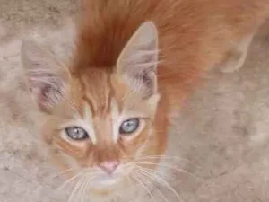 Gato raça Sem raça definida idade 2 a 6 meses nome Luck