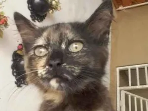 Gato raça Sem raça definida idade 2 a 6 meses nome Penelope