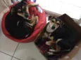 Tito e Max