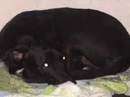 Cachorro ra a SRD idade 2 anos nome -
