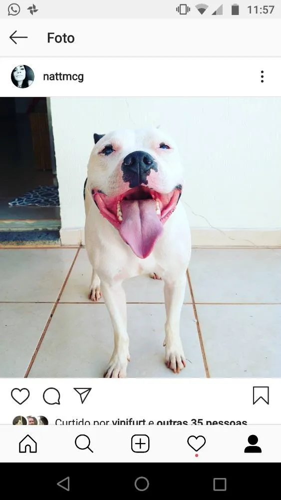 Cachorro ra a Staffordshire Bull Terrier/Pit idade 4 anos nome Baldur 