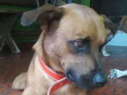 Cachorro ra a Sem raça definida idade 2 anos nome Doritos
