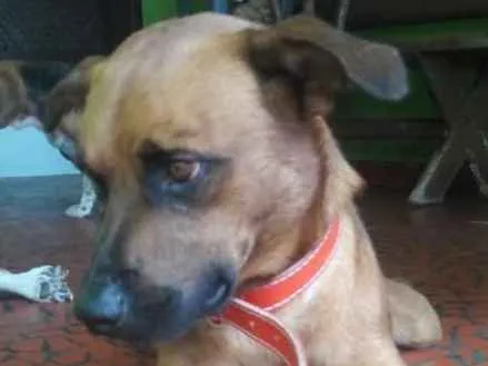 Cachorro ra a Sem raça definida idade 2 anos nome Doritos