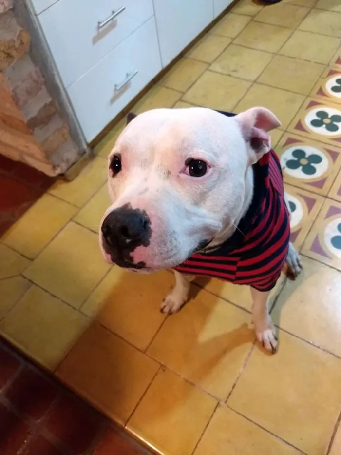 Cachorro ra a Staffordshire Bull Terrier/Pit idade 4 anos nome Baldur 