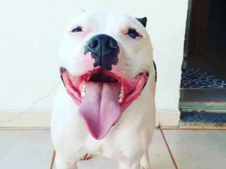 Cachorro ra a Staffordshire Bull Terrier/Pit idade 4 anos nome Baldur 