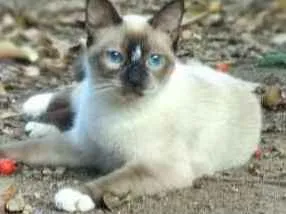 Gato raça Siamês idade 2 a 6 meses nome Lua