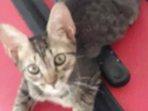 Gato raça Srd idade 2 a 6 meses nome Fofinho