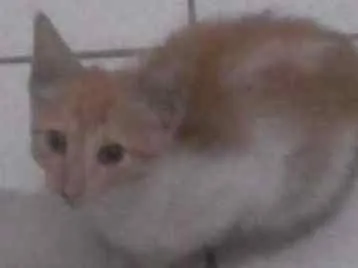 Gato ra a  idade 2 a 6 meses nome Mel