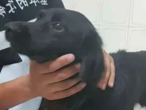 Cachorro raça Srd idade 3 anos nome Não sei